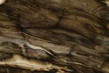 Polished, Petrified Wood (Metasequoia) Stand Up - Oregon #152408-1